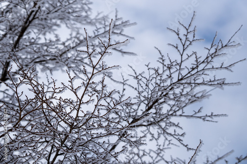 Frosted Branch