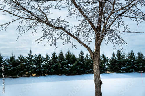 Snowfall