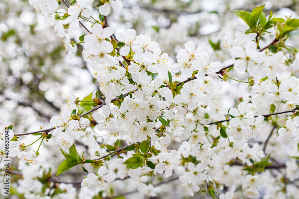 Branches of blooming cherry tree in a spring orchard.