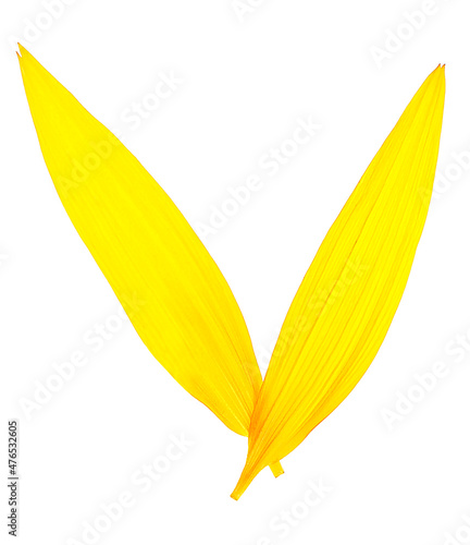 Two fresh sunflower petals isolated on a white background.