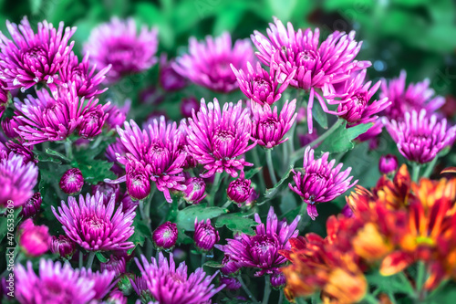 Background of colourful flower bed