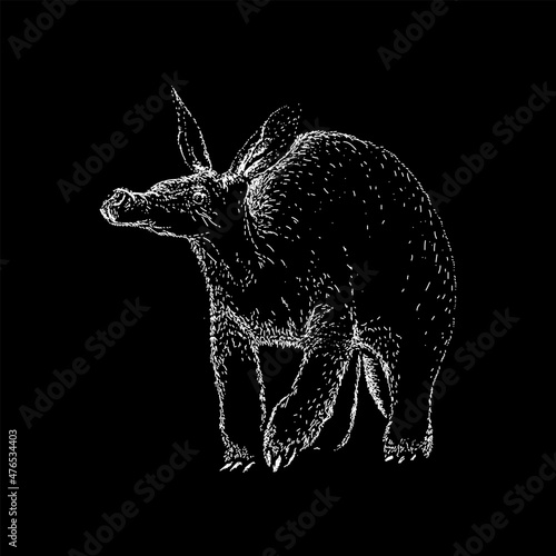 aardvark hand drawing vector illustration isolated on black background photo