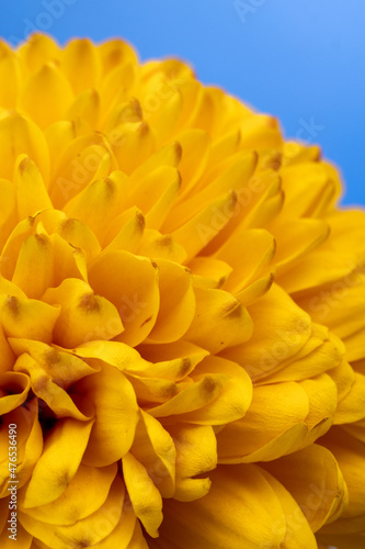       chrysanthemum                     