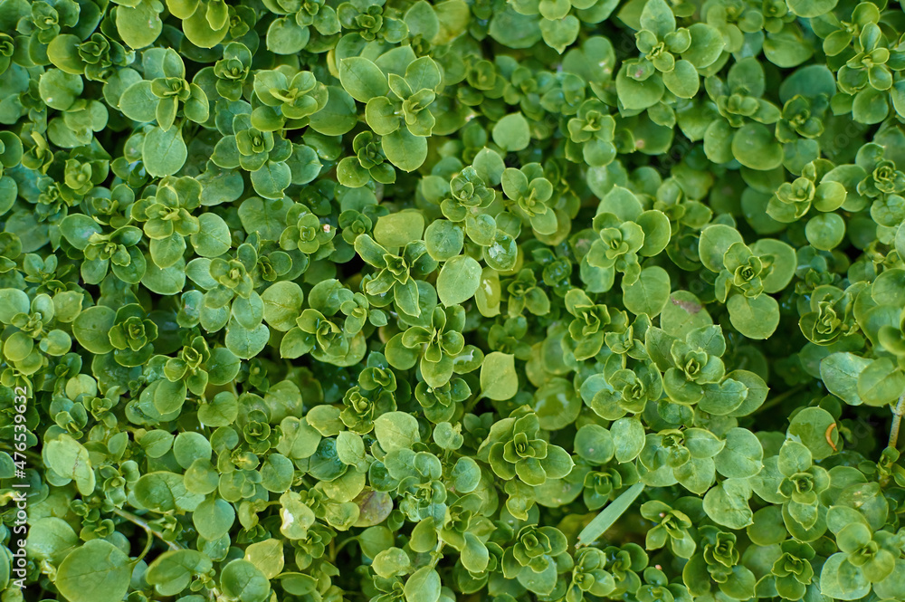 Green grass field background, nature texture ground cover Green grass field background, nature texture ground cover