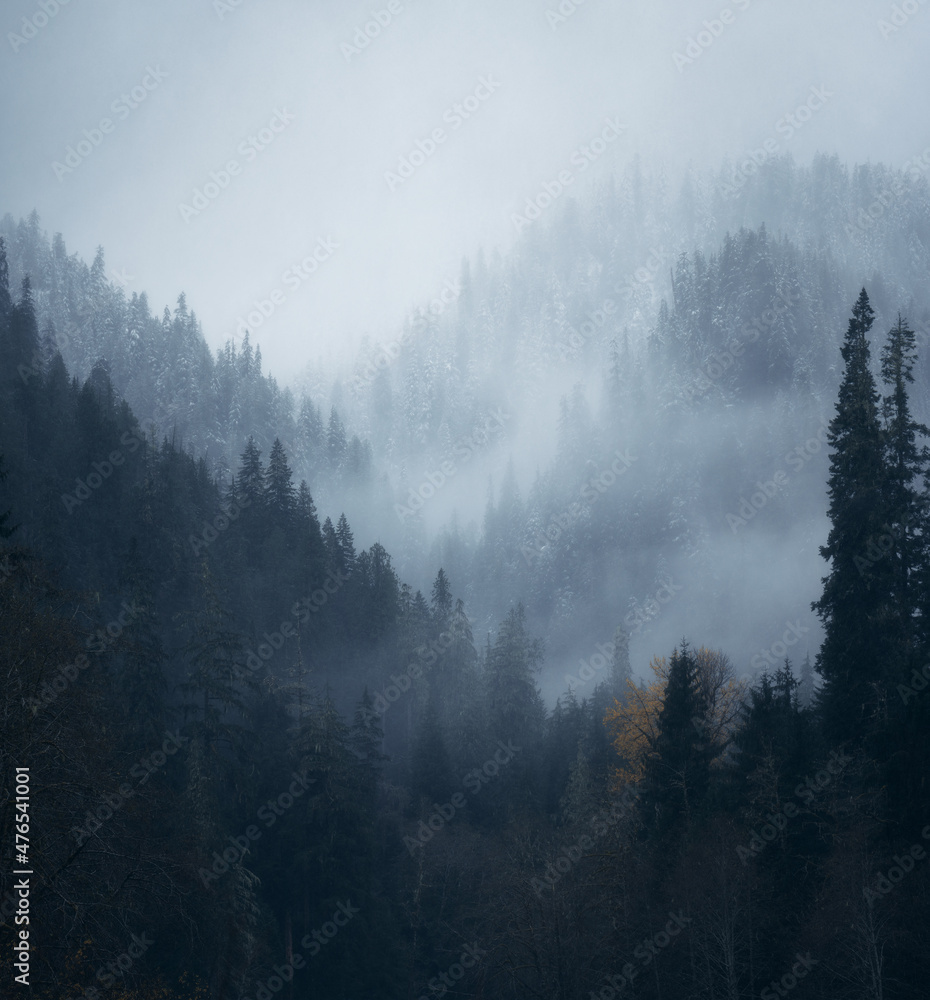 Misty moody forest trees with fresh autumn snow in Washington