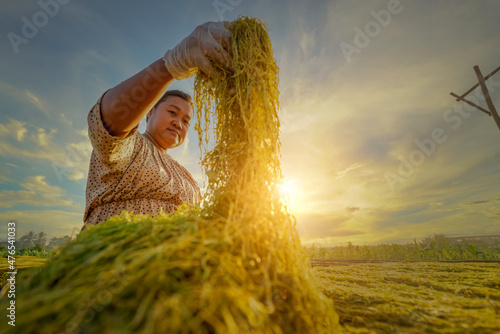Photography Wemen Farmers work to dry shredding tobacco leaves, or slices, for make cigarettes product