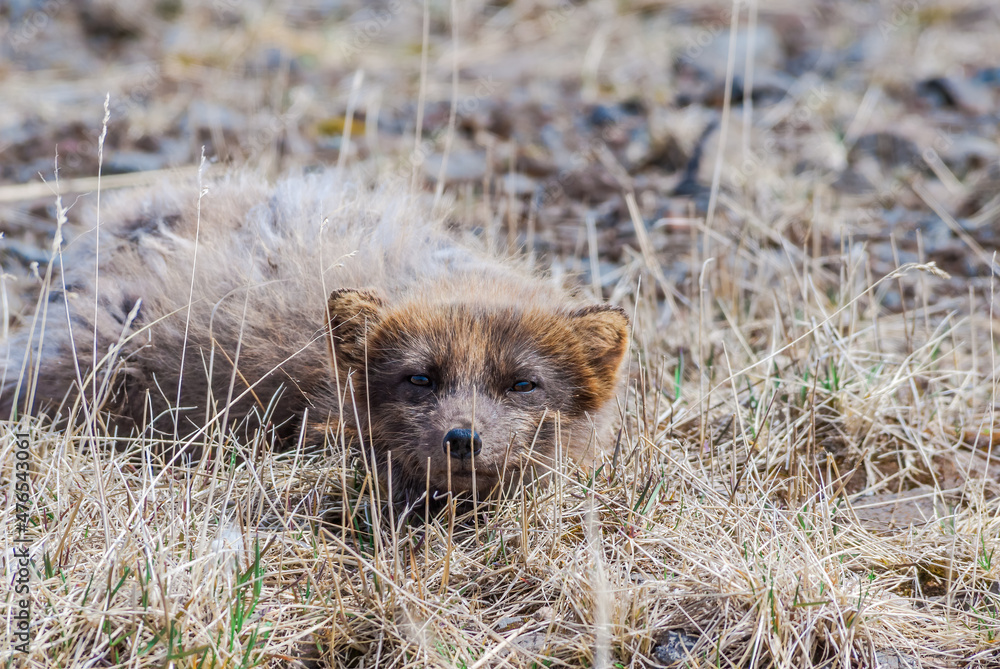 Pribilof Islands Arctic Fox (Alopex lagopus pribilofensis) at St. George Island, Pribilof Islands, Alaska, USA Pribilof Islands Arctic Fox (Alopex lagopus pribilofensis) at St. George Island, Pribilof Islands, Alaska, USA