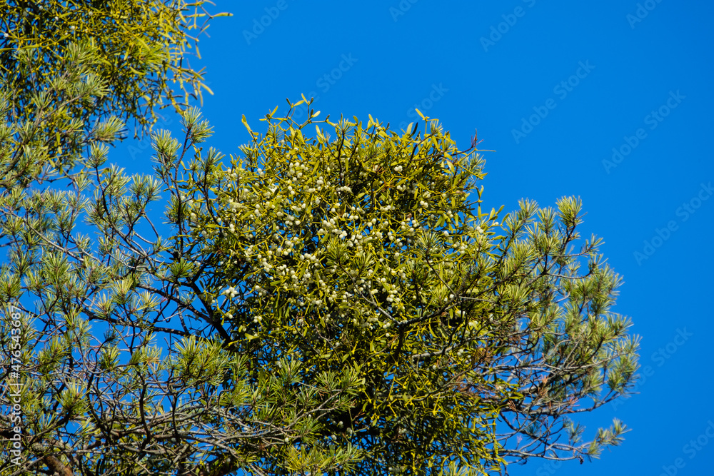 Misteln in einem Nadelbaum vor blauen Himmel (lat.: Viscum) Misteln in einem Nadelbaum vor blauen Himmel (lat.: Viscum)