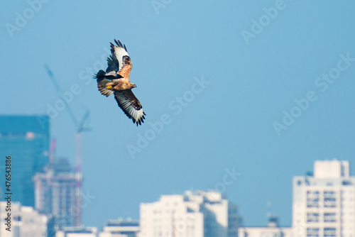 Fotografia, Obraz Buzzard and crow are fighting in the sky with city buildings in the back