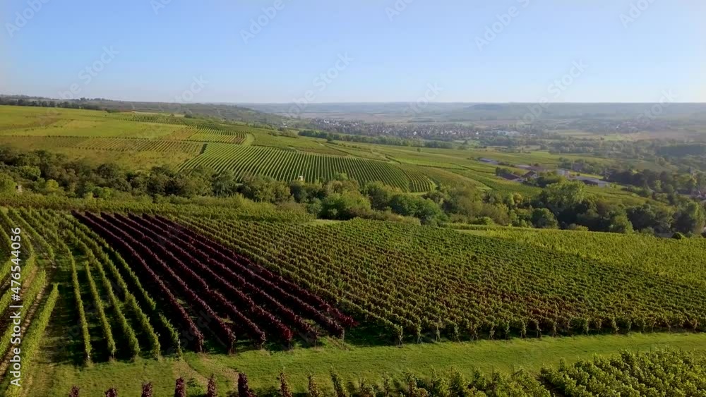 Luftbild mit Drohne von herbstlichen Weinbergen der Winzer Rheinhessens bei Großwinternheim in der Nähe von Ingelheim und Bingen während des Sonnenuntergangs im Herbst, Kaiserpfalz, Rheinland Pfalz Luftbild mit Drohne von herbstlichen Weinbergen der Winzer Rheinhessens bei Großwinternheim in der Nähe von Ingelheim und Bingen während des Sonnenuntergangs im Herbst, Kaiserpfalz, Rheinland Pfalz
