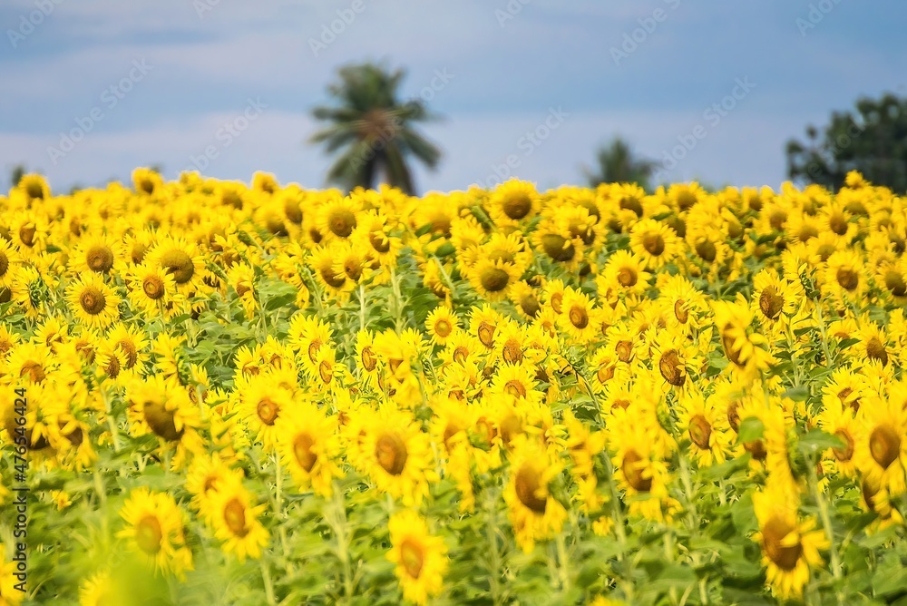 Fototapeta premium Beautiful sunflower flower blooming in sunflowers field.Thailand.
