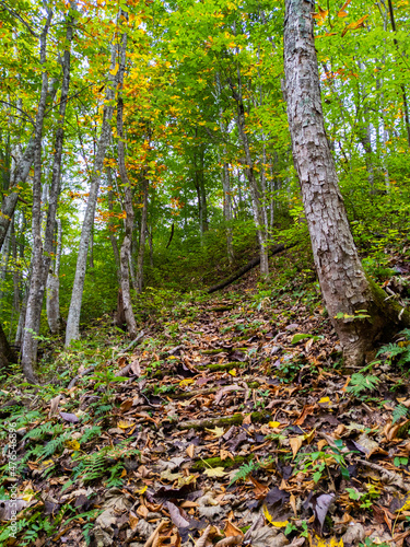 Mountain trail covered with fallen leaves in a forest in early autumn  Zao  Yamagata  Japan 