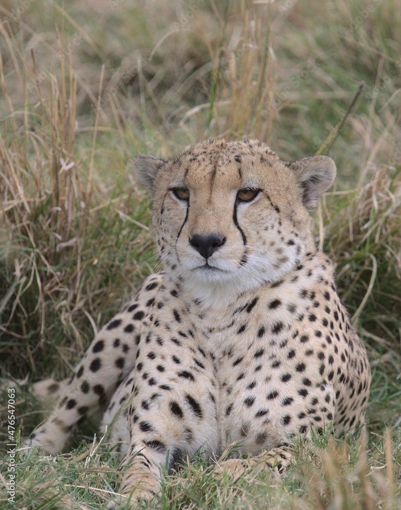 close-up portrait of cheetah sitting alert in grass and watching out for prey on the horizon in the wild savannah of the masai mara, kenya close-up portrait of cheetah sitting alert in grass and watching out for prey on the horizon in the wild savannah of the masai mara, kenya