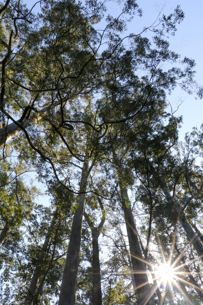 Obraz premium trees and sky with sun