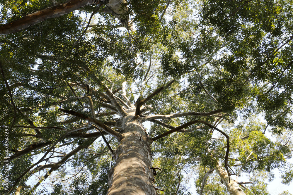 Fototapeta premium tree and sky