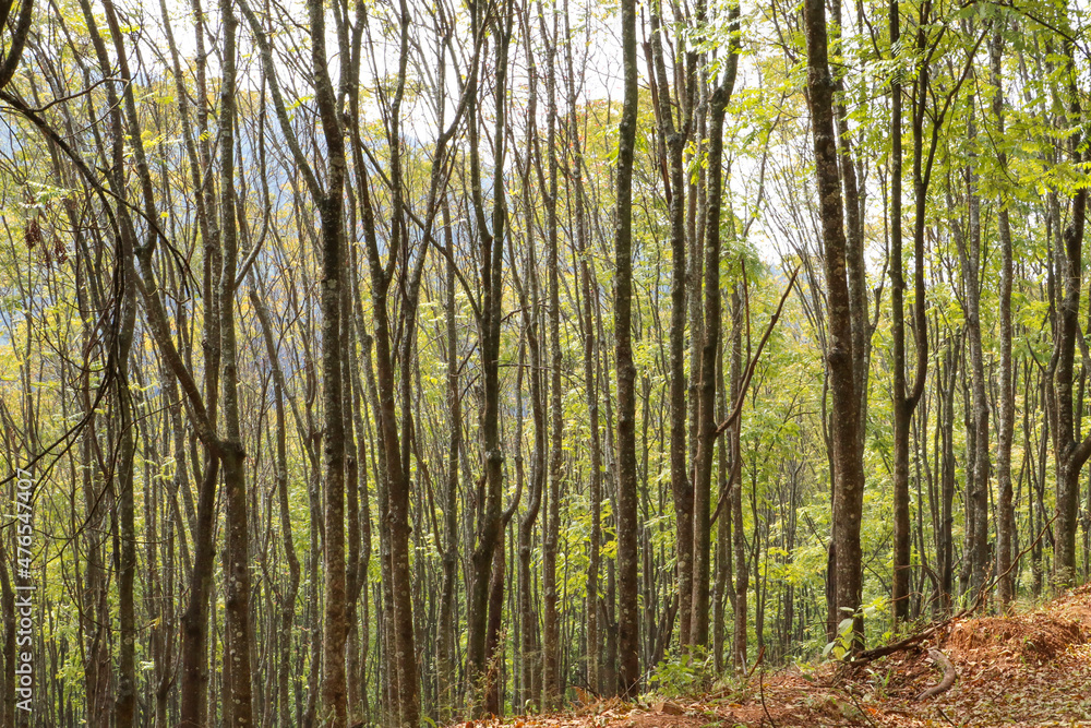 Naklejka premium trees in the woods