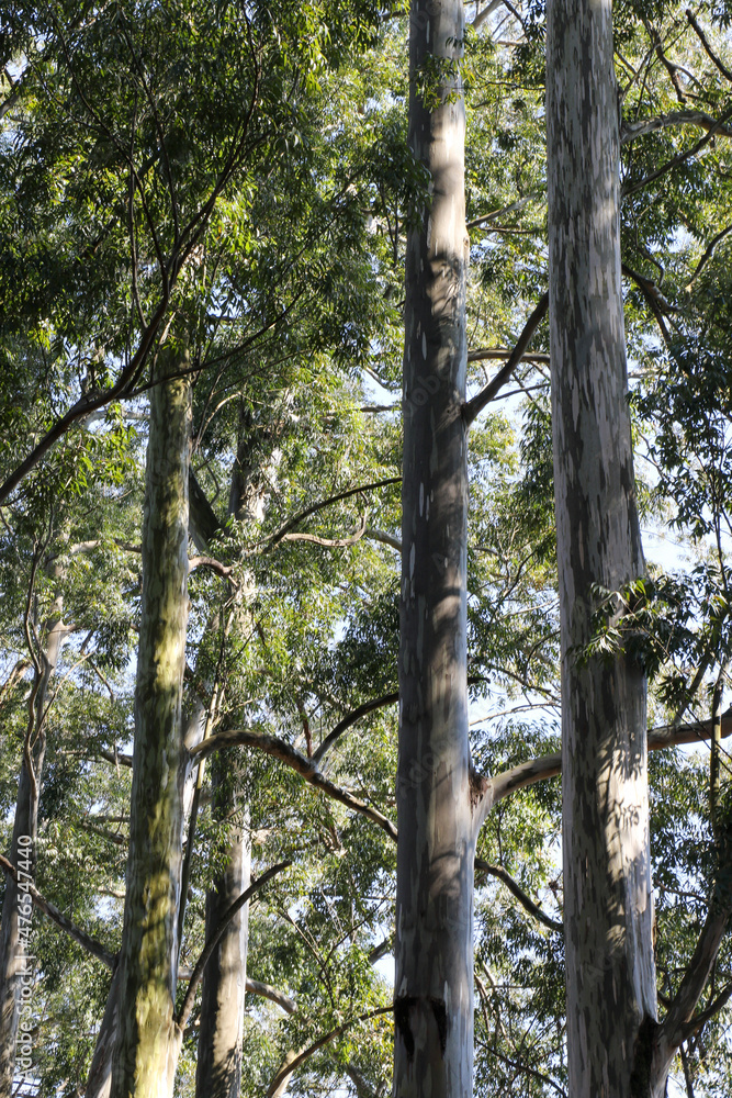 Fototapeta premium trees in the woods