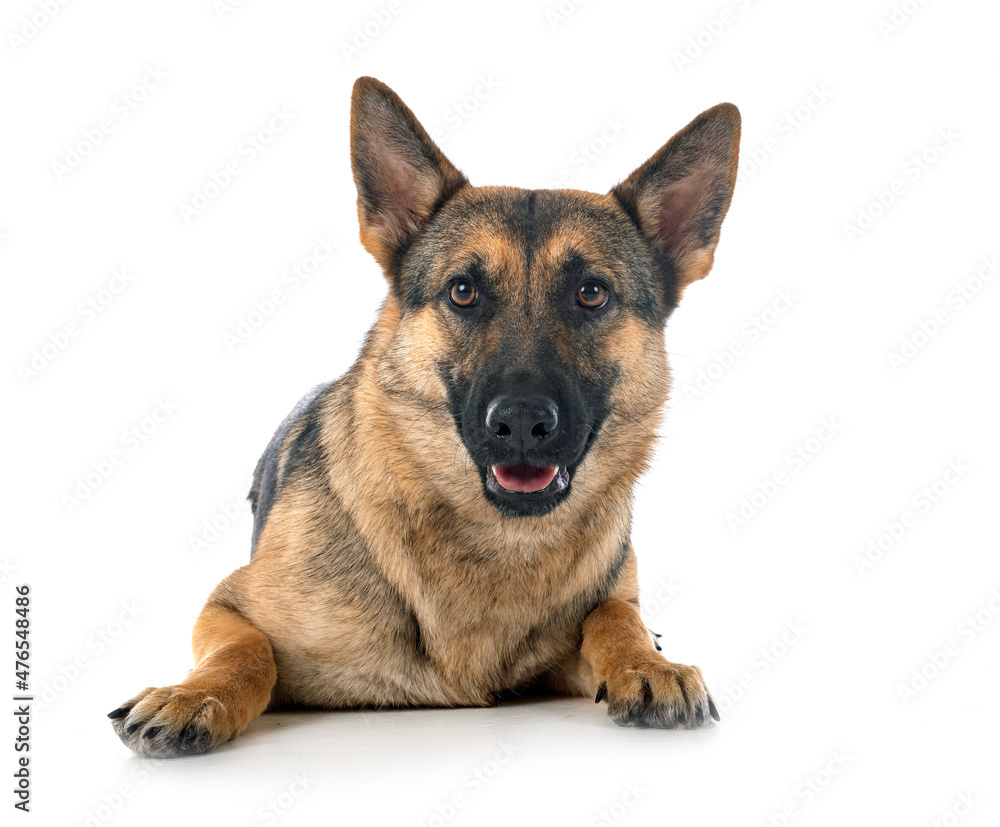 gray german shepherd