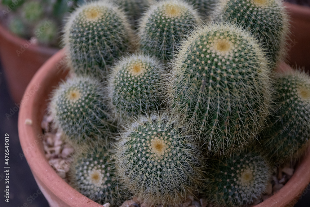 Close up green cactus , showing texture and pattern of spikes on the surface Close up green cactus , showing texture and pattern of spikes on the surface
