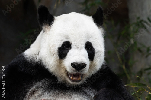 Portrait of a beautiful Female panda in Thailand  Lin Hui