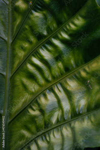 Beauty of Nature  curve of Fresh Green Leaf    showing detail on Texture and Pattern 