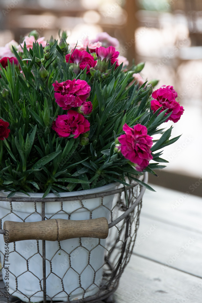 Obraz premium Close up a basket of Pink mini carnation flowers in the garden