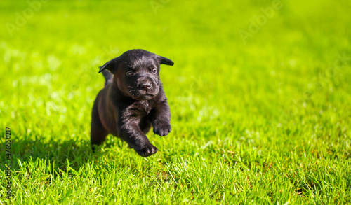 Young dogs of breed labrador close up. Labrador puppy, beautiful little dogs running around the green grass. Mowed lawn. Copy space for text, long banner.The concept of childhood friendship and games