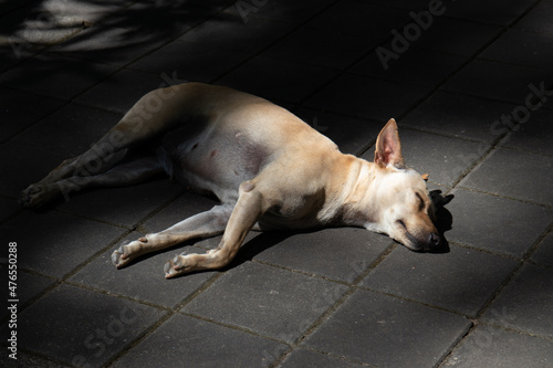 Brown Stray dog sleeping on the ground taking a sunbath