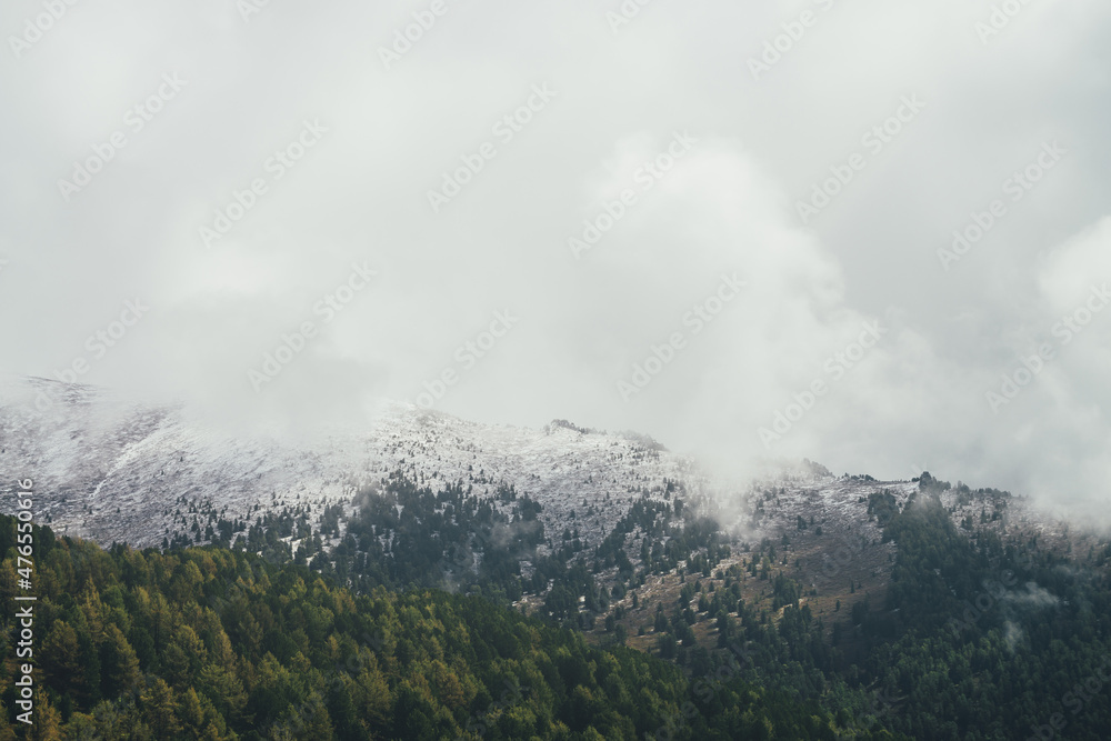 Atmospheric autumn landscape with forest on background of high snow-covered mountain ridge with coniferous trees in low clouds. Gloomy mountain scenery with rocks on mountain in snow in rain clouds.