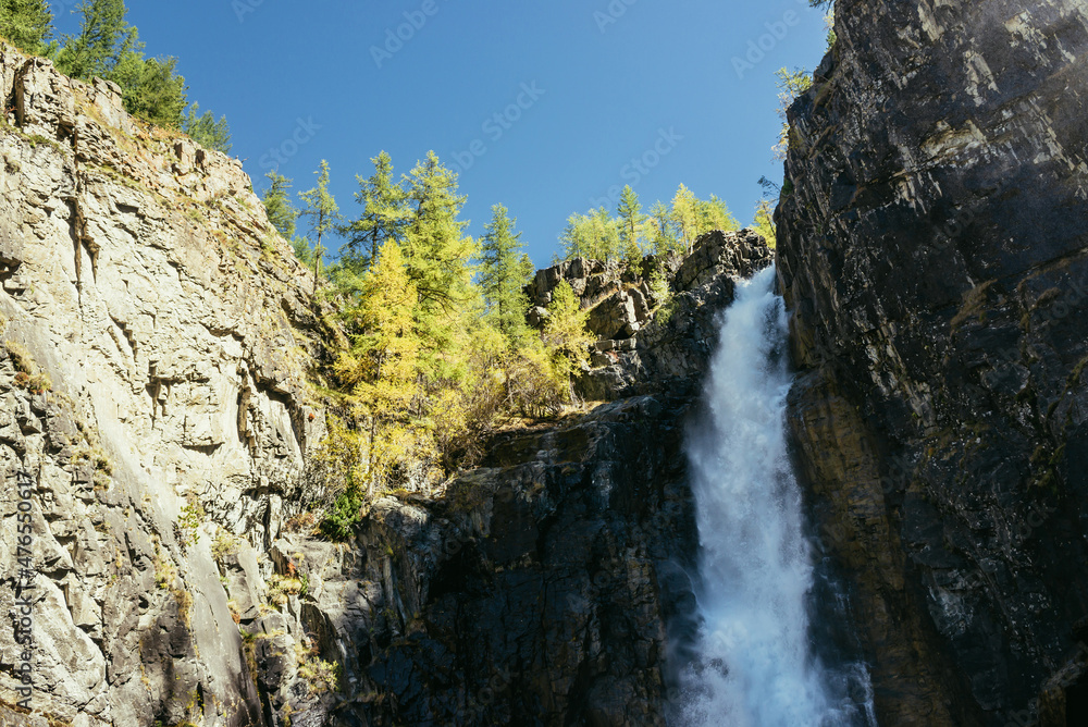 Scenic autumn landscape with vertical big waterfall and yellow trees at mountain top in sunshine. Powerful large waterfall in rocky gorge. High falling water and trees of golden colors in fall time.