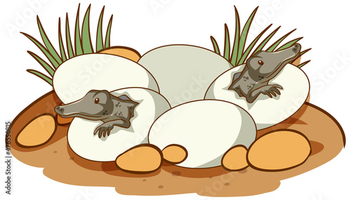 Alligators hatching from eggs