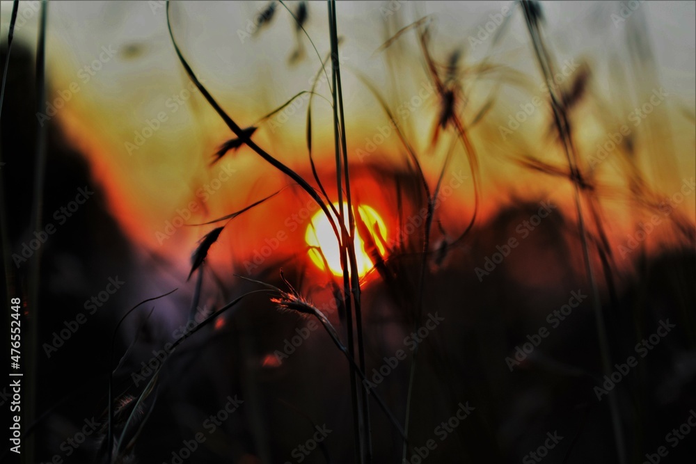 Obraz premium sun set in grass field with blurry effect