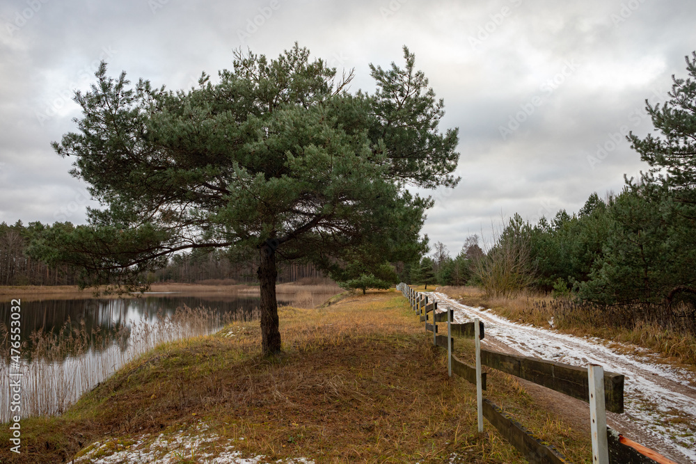 wide pine tree near lake, wooden fence, snow covered road, early winter in Latvia