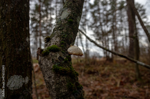 A Birch Polypore (Piptoporus betulinus) in the forest photo