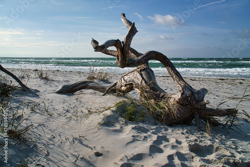 Fototapeta Naklejka Na Ścianę i Meble -  Driftwood, tree root that lies on the Baltic Sea coast on the beach in front of the sea.
