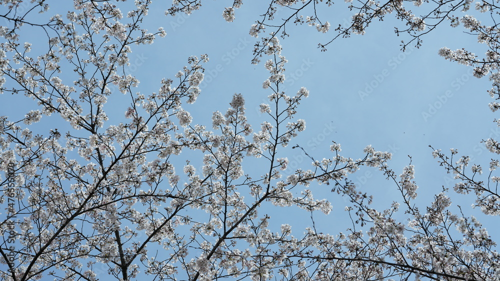 Obraz premium The beautiful white cherry flowers blooming in the park of the China in spring