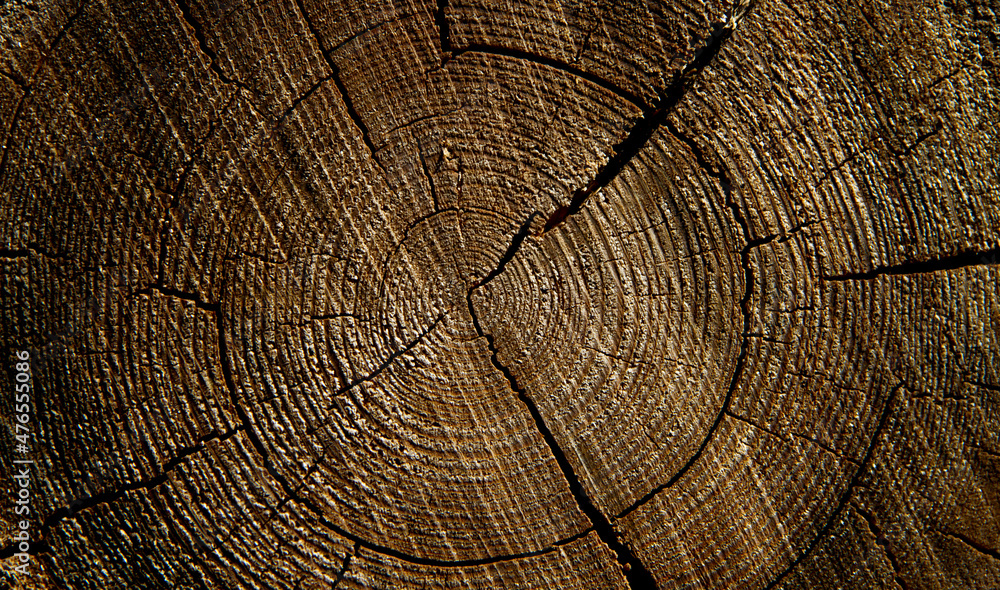 Fototapeta premium Annual rings on a wooden log. Pine tree.