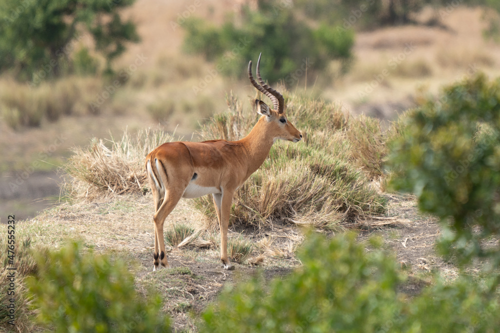 Impala (Aepyceros melampus) Maasai Mara, Kenya. Impala (Aepyceros melampus) Maasai Mara, Kenya.