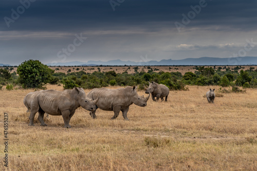 White Rhinoceros Ceratotherium simum Square-lipped Rhinoceros at Khama Rhino Sanctuary Kenya Africa.