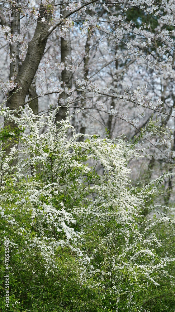 The fresh green sprouts view on the branches of the trees in spring The fresh green sprouts view on the branches of the trees in spring