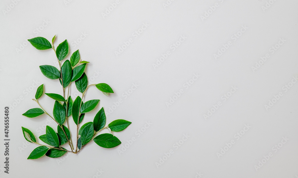 Green leaves on a white background with copy space for text Green leaves on a white background with copy space for text