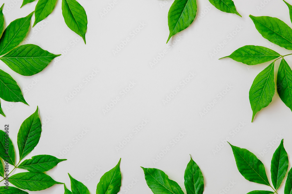 Naklejka premium Green leaves on a white background with copy space for text