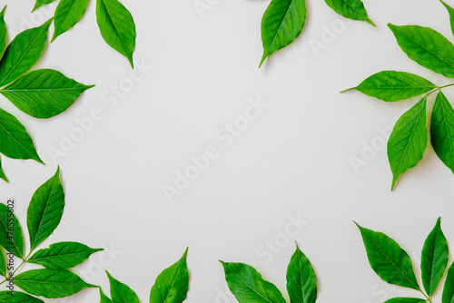 Green leaves on a white background with copy space for text