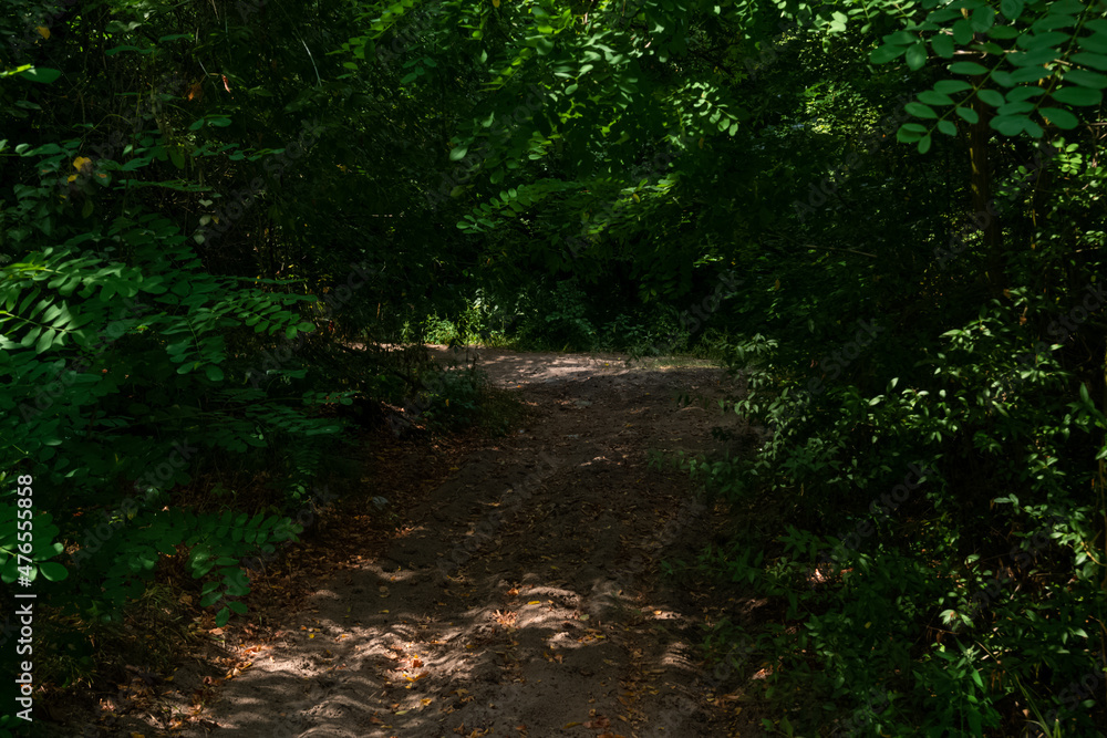 Sand road in the forest under the canopy of deciduous trees Sand road in the forest under the canopy of deciduous trees