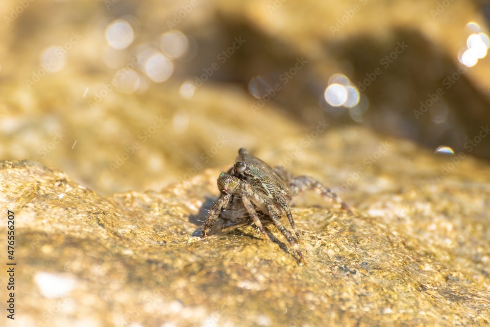 Characteristic specimen of Mediterranean crab on rocks Characteristic specimen of Mediterranean crab on rocks