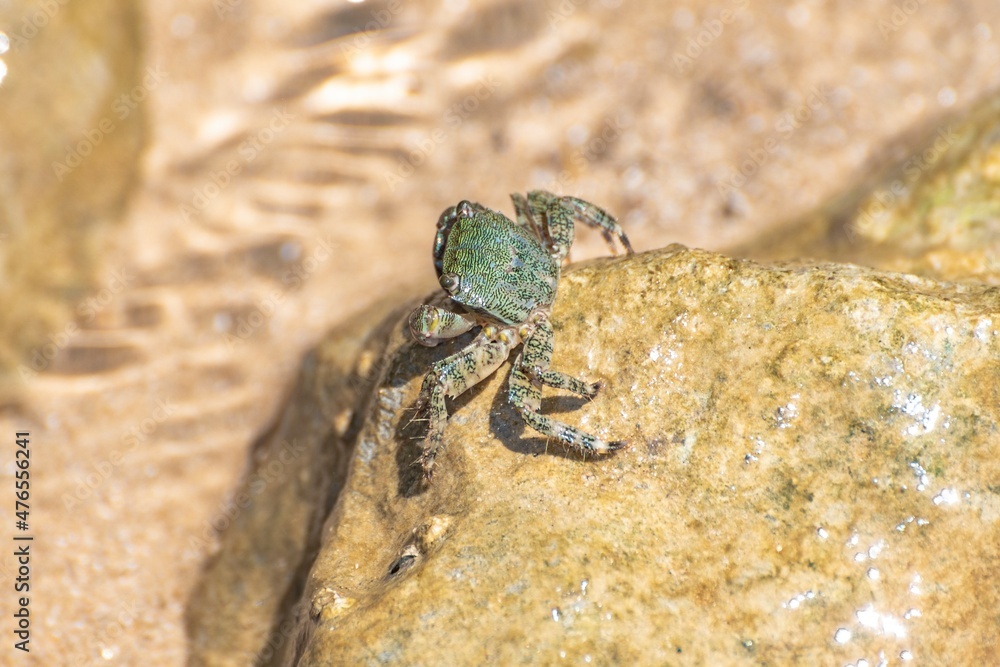 Characteristic specimen of Mediterranean crab on rocks Characteristic specimen of Mediterranean crab on rocks