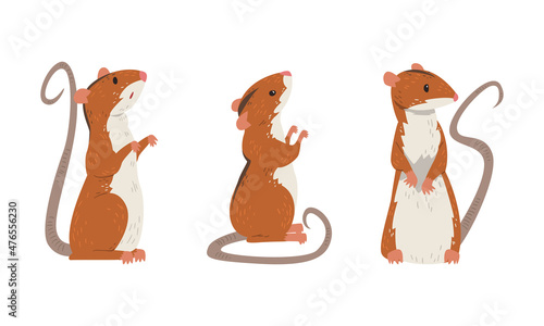 Field Mouse as Small Rodent with Long Tail and Dorsal Black Stripe Vector Set
