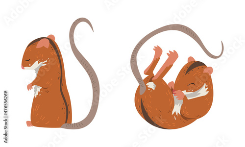 Field Mouse as Small Rodent with Long Tail and Dorsal Black Stripe Vector Set
