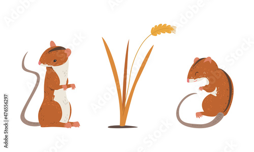 Field Mouse as Small Rodent with Long Tail and Dorsal Black Stripe Vector Set