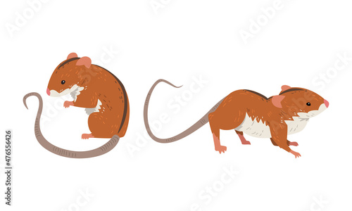 Field Mouse as Small Rodent with Long Tail and Dorsal Black Stripe Vector Set